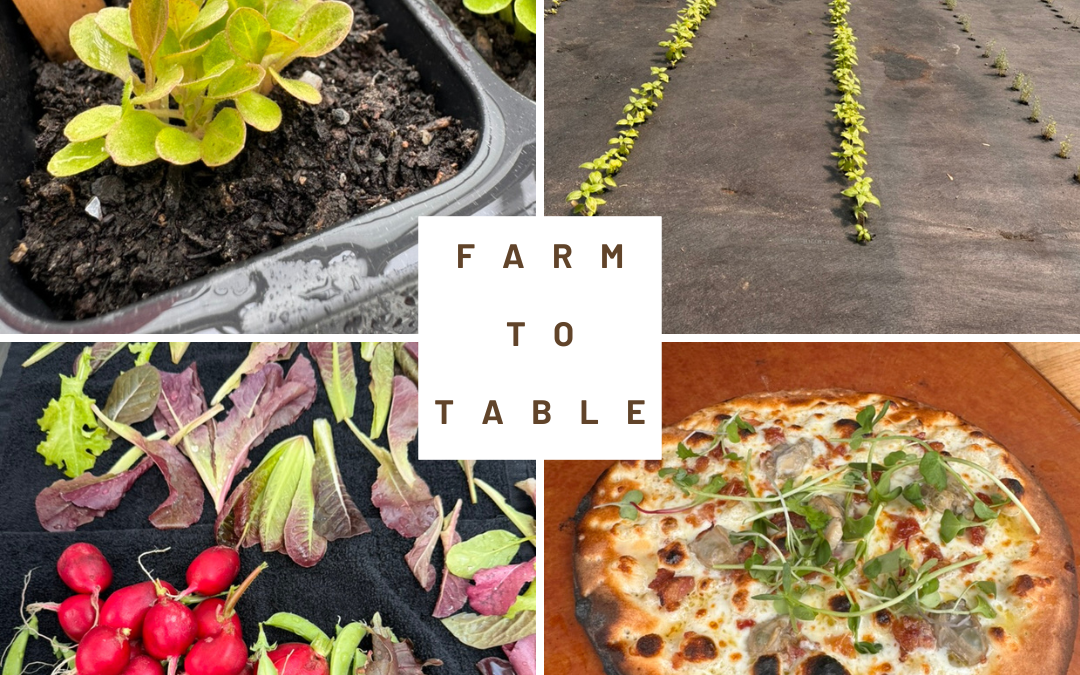 Farm to Table Graphic